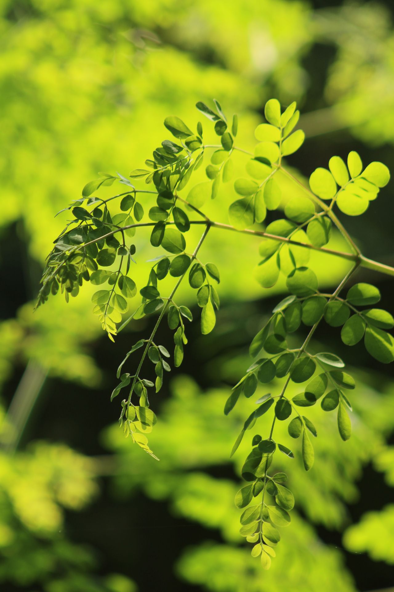 Qué es la moringa y de dónde viene